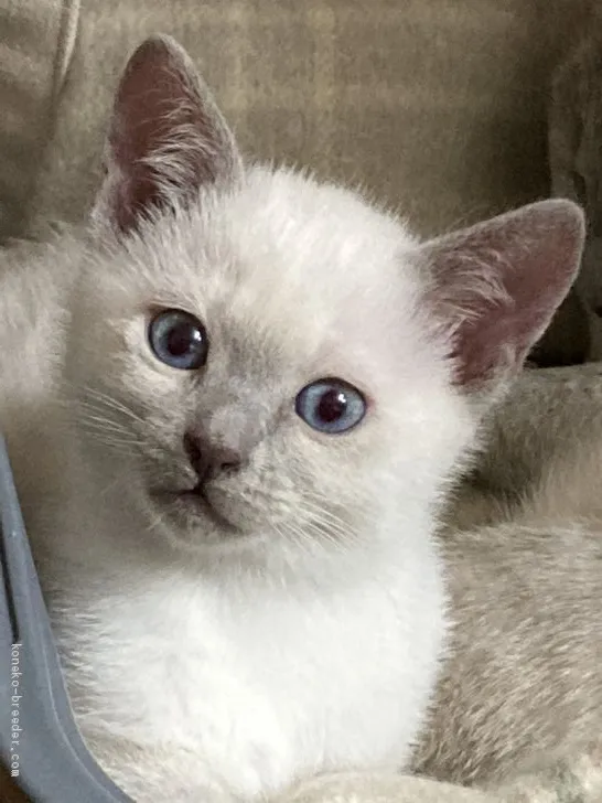 ID:2012-00128の子猫