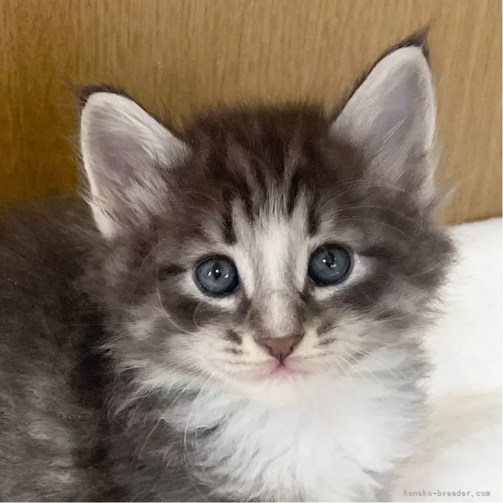 ID:2410-01049の子猫