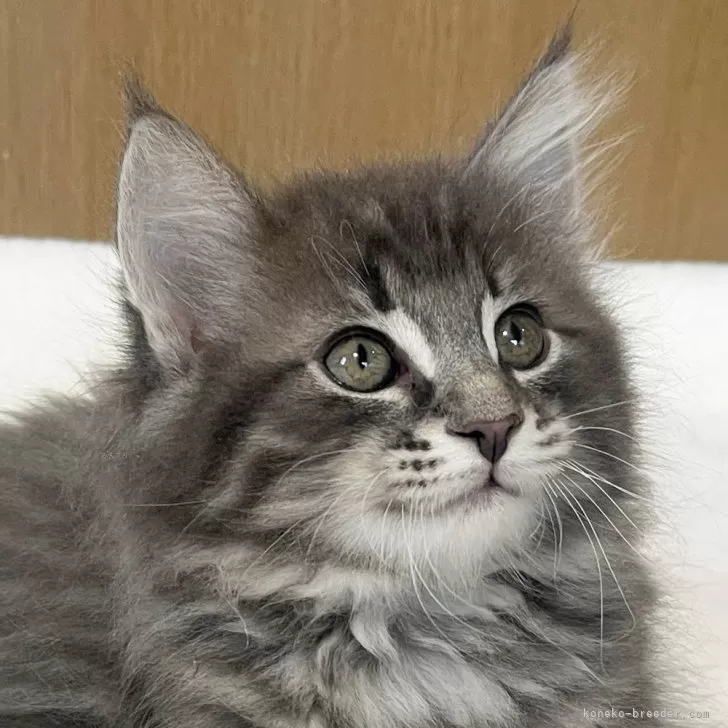 ID:2410-01046の子猫