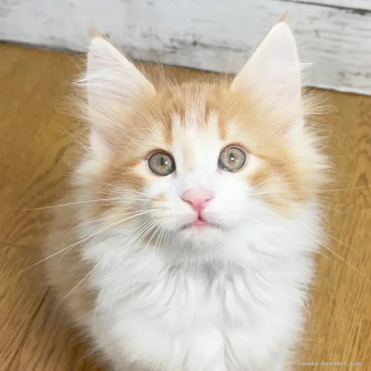 ID:2310-00892の子猫