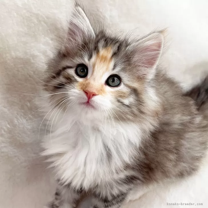 ID:2501-01215の子猫