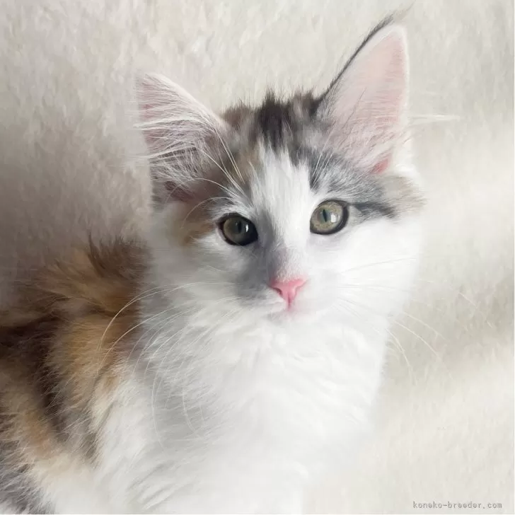 ID:2501-01216の子猫