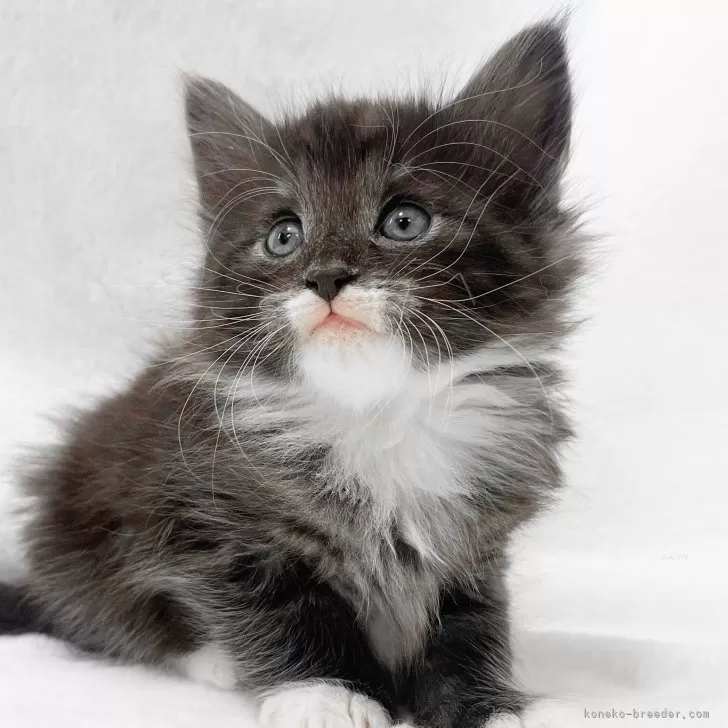 ID:2502-01317の子猫