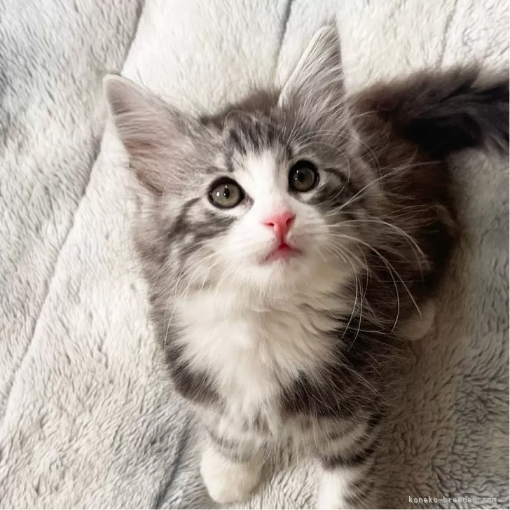 ID:2502-00849の子猫