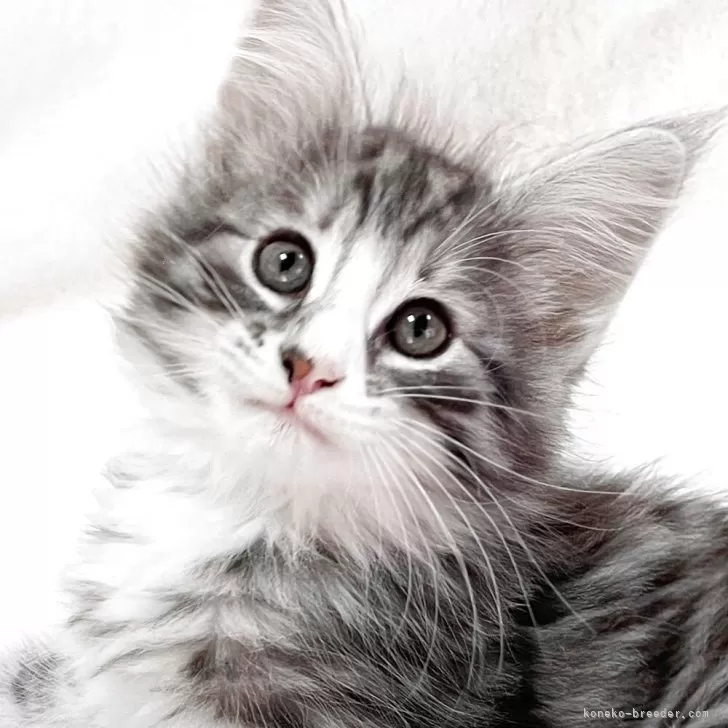 ID:2503-02868の子猫