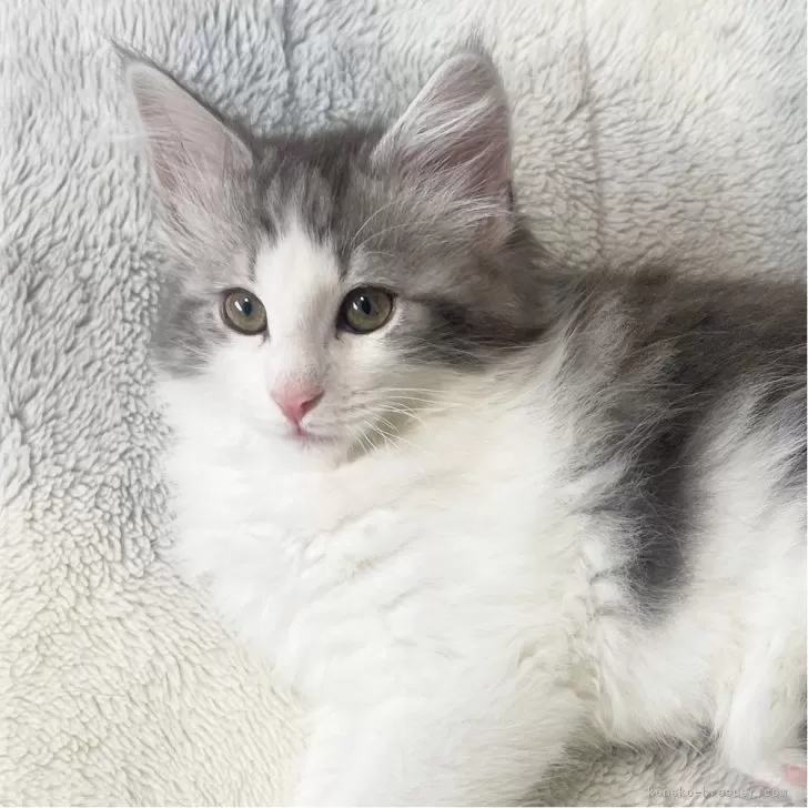 ID:2502-00945の子猫
