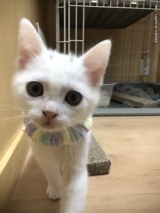 かわちゃん 様のお迎えした子猫