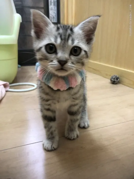 るな 様のお迎えした子猫