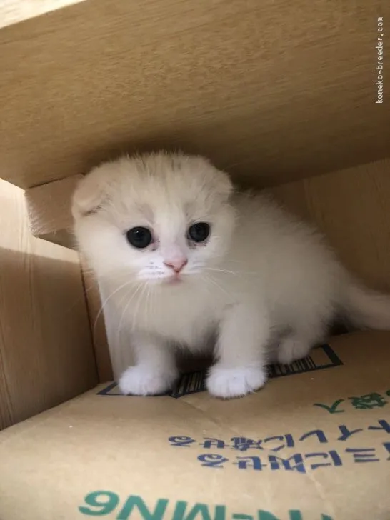 カツオちゃん 様のお迎えした子猫