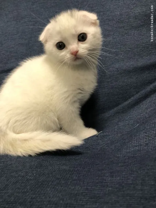 るる 様のお迎えした子猫