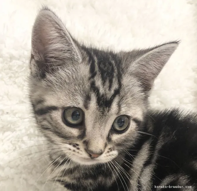 ID:2106-02362の子猫