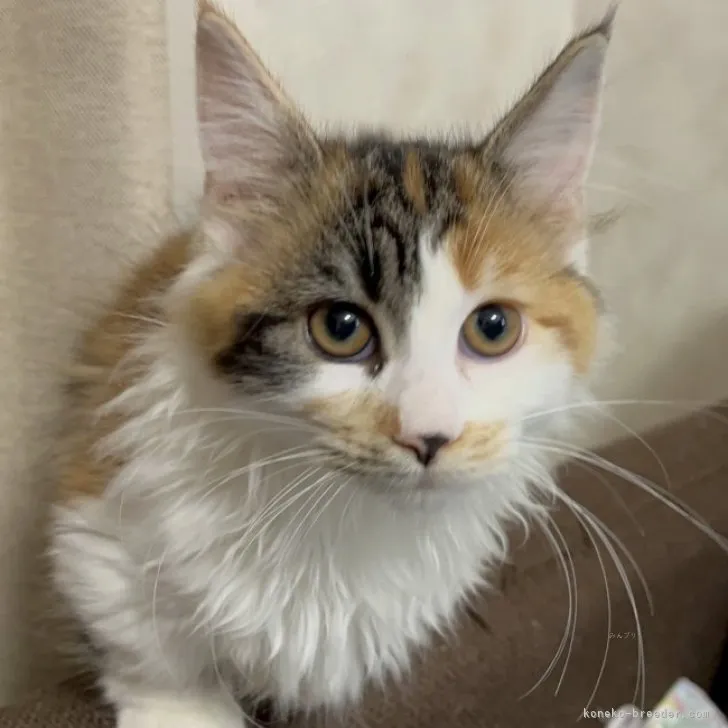 ID:2308-01389の子猫