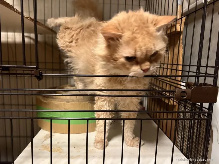 ID:2203-01106の子猫
