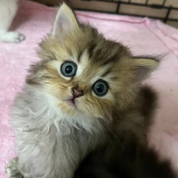 ラムキン【福岡県・男の子・2024年5月21日・ブラウンータビー（ストレート）】の写真「おっとり可愛い」