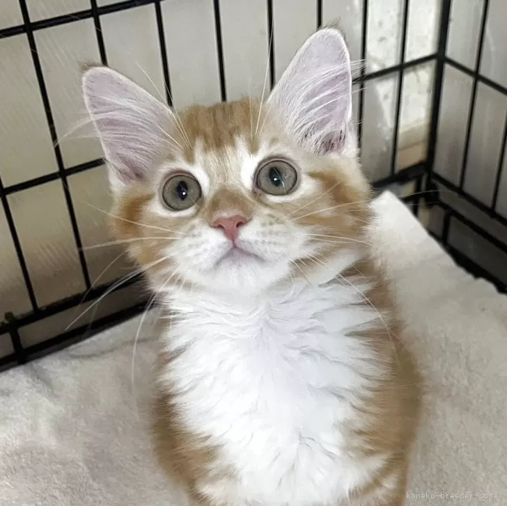 fcafca 様のお迎えした子猫