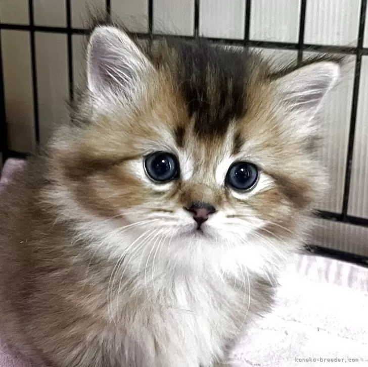 オカモト 様のお迎えした子猫