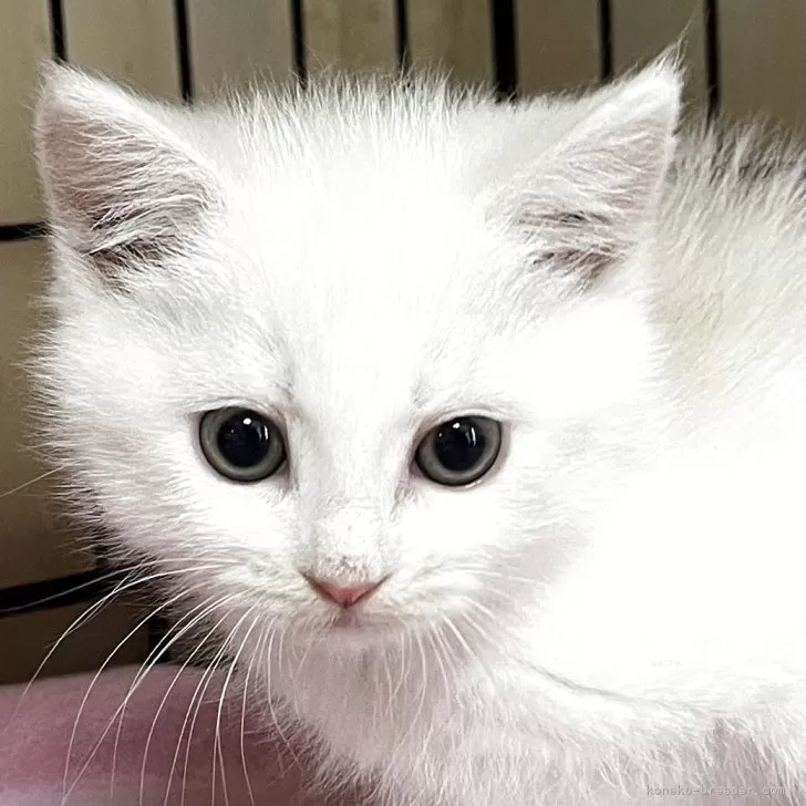 ID:2504-01816の子猫