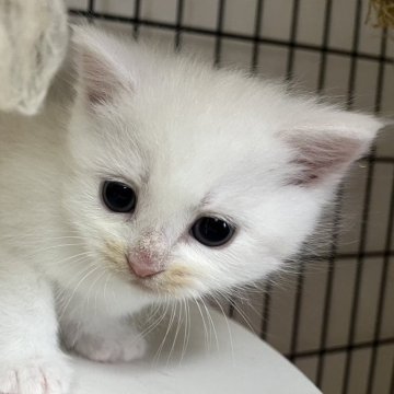 スコティッシュフォールド(立ち耳)【福岡県・男の子・2025年3月10日・クリーム】の写真「キュート💕」