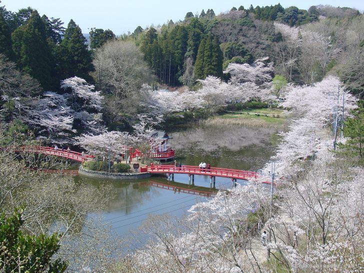 近隣の茂原公園です｜吉田　桃子(よしだ　とうこ)ブリーダー(千葉県・ブリティッシュショートヘアなど・TICA/ECC登録)の紹介写真10