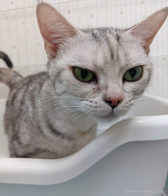 吉田桃子ブリーダーのブログ：元気な子猫が生まれました👏