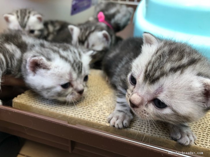 アメショ仔猫ちゃん生まれてます 吉田桃子ブリーダー みんなの子猫ブリーダー