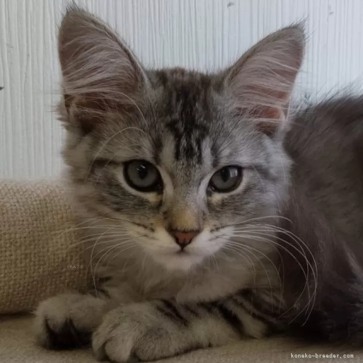 ID:2409-01008の子猫