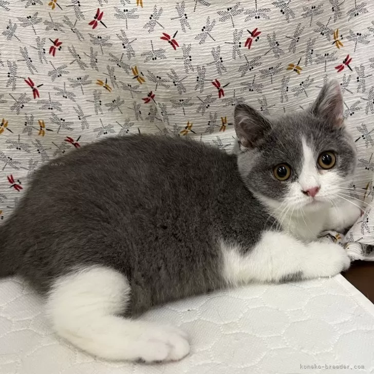 ID：2405-02034の子猫