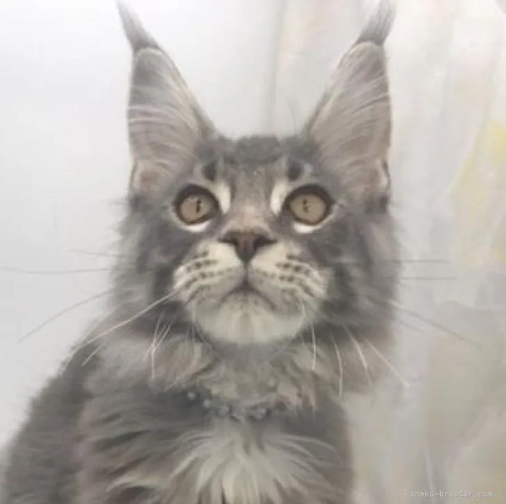 ID:2210-02224の子猫