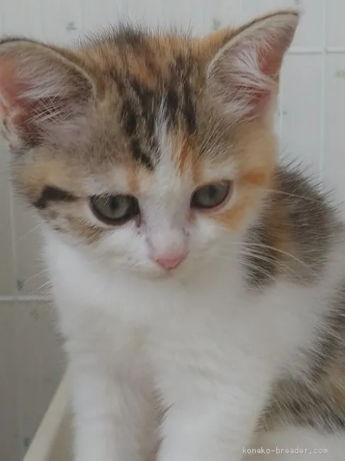 ID:2009-01223の子猫