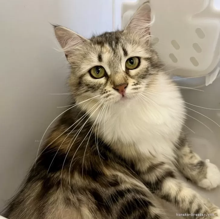 ID:2310-02089の子猫