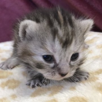 アメリカンショートヘア【千葉県・女の子・2023年2月21日・シルバーパッチドタビー】の写真「かわいいアメショ4姉妹💕」