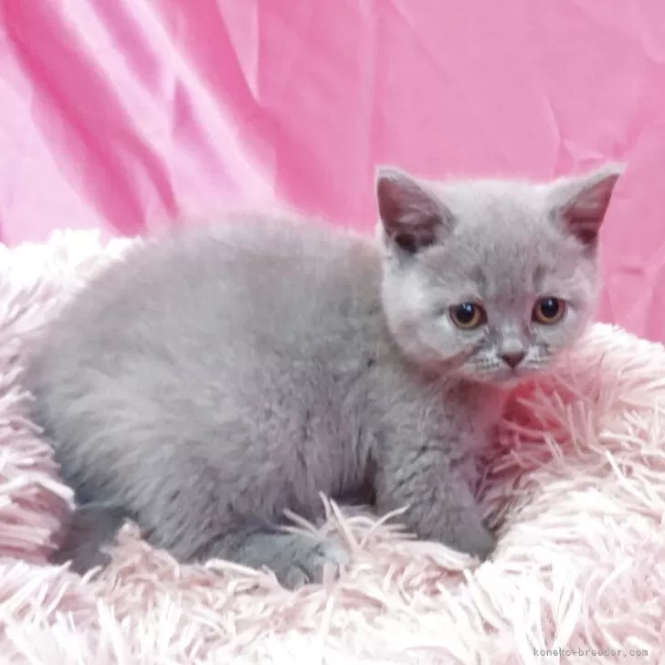 A.O 様のお迎えした子猫