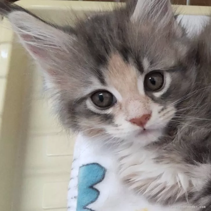 ID:2501-01304の子猫