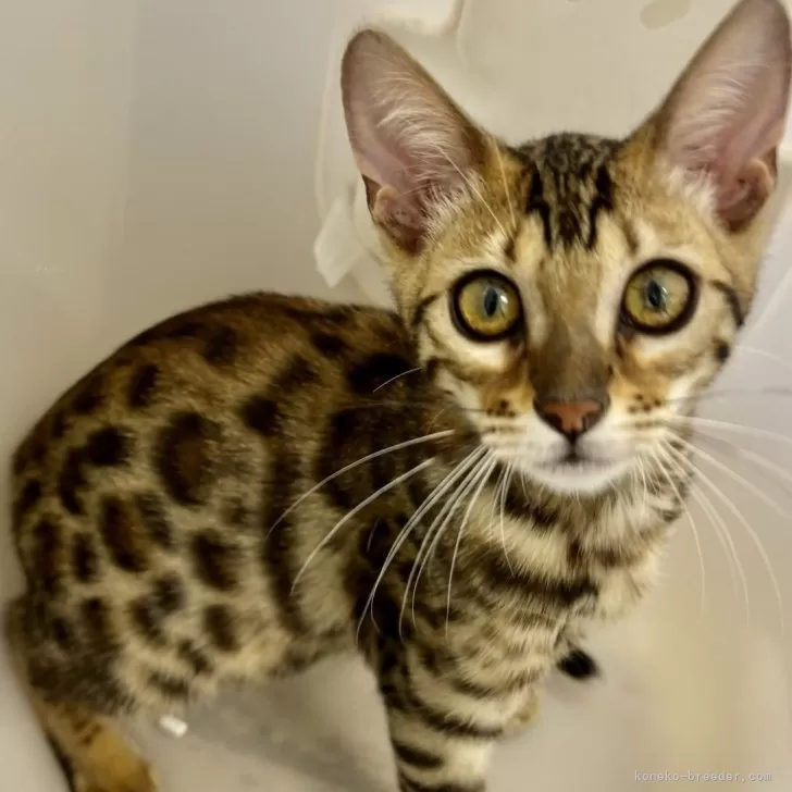 のーのの 様のお迎えした子猫