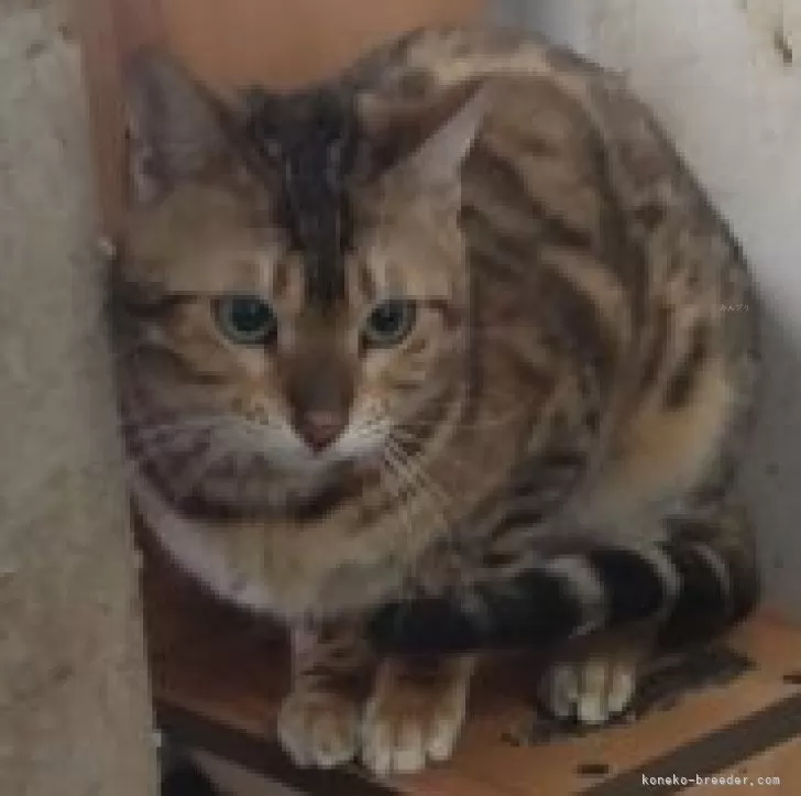 ID:2306-02552の子猫