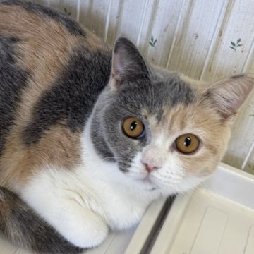 ブリティッシュショートヘア【千葉県・女の子・2025年3月21日・ブルートーティ(短毛)】の写真「可愛い三毛ちゃん☆」