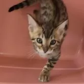ベンガル
