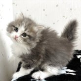 サイベリアン