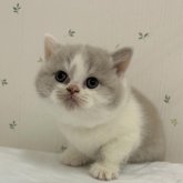 ブリティッシュショートヘア