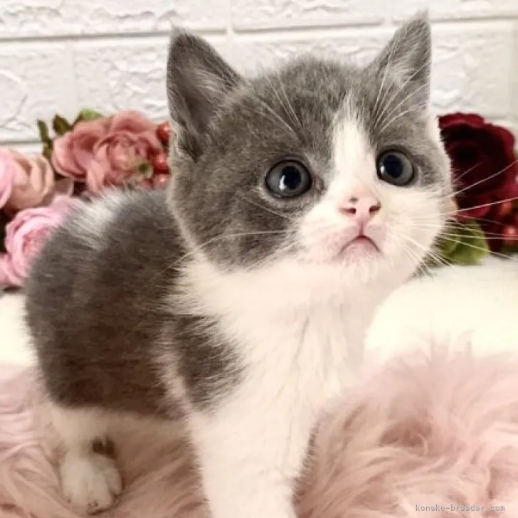 ID:2306-01059の子猫