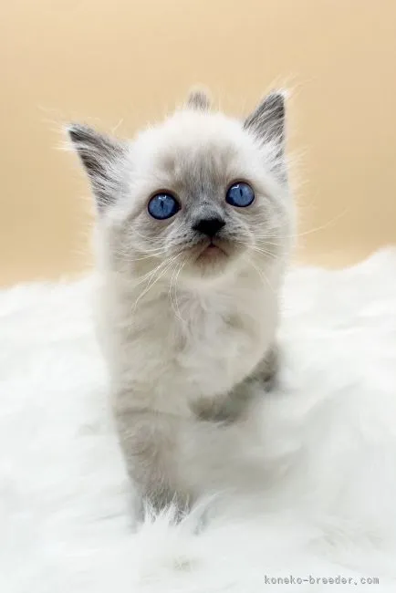ID:2104-00275の子猫