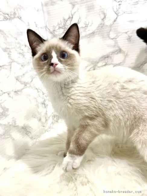 ID:2202-00921の子猫