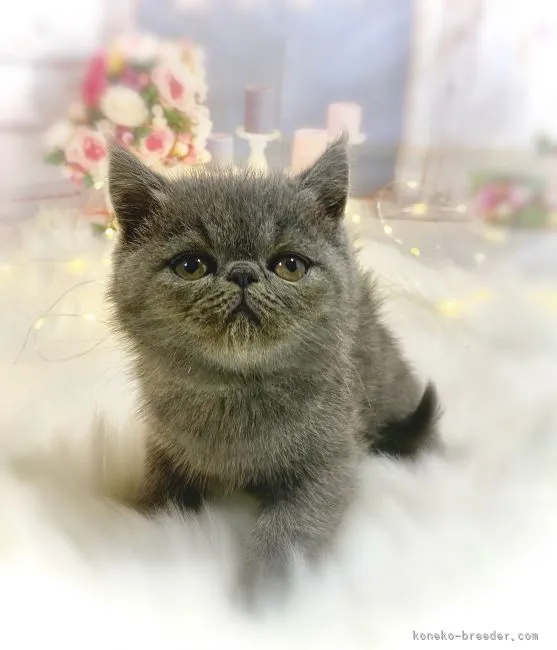 ID:2110-01069の子猫