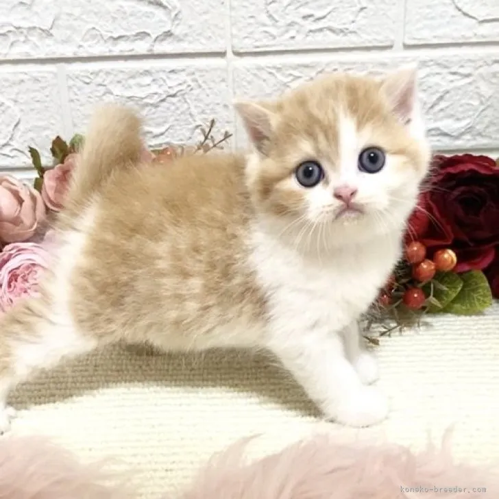 ID:2306-01047の子猫