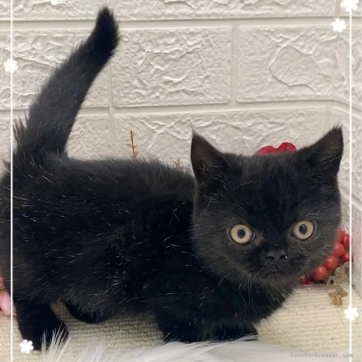 ID：2307-03202の子猫