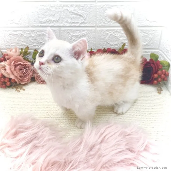 ID:2305-00534の子猫