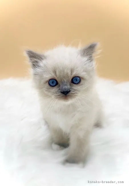 ID:2104-00271の子猫