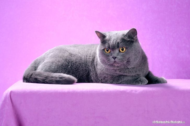 TICA 2022 SGCAドレミちゃん Alter British Shorthair世界2位｜篠原　弘子(しのはら　ひろこ)ブリーダー(愛知県・ブリティッシュショートヘアなど・TICA/ECC登録)の紹介写真3