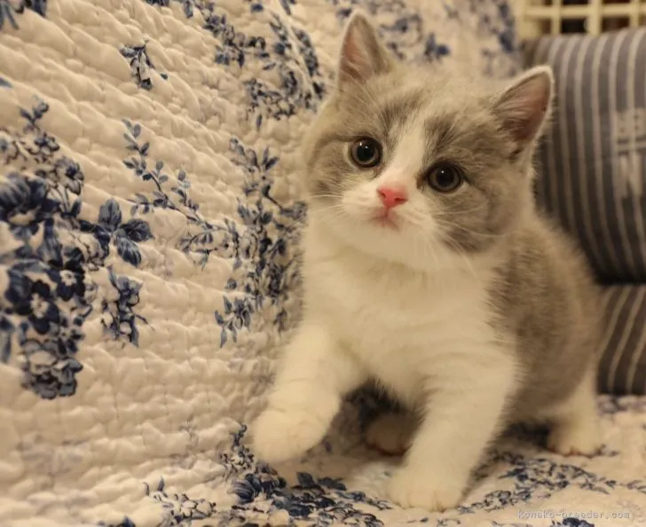 ID：2105-00677の子猫