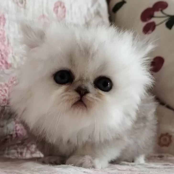 ID:2410-01938の子猫